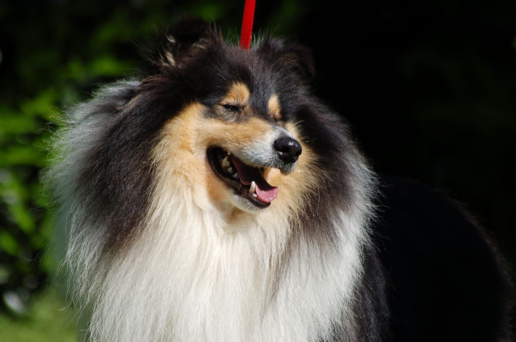 Publication : De Charletienne