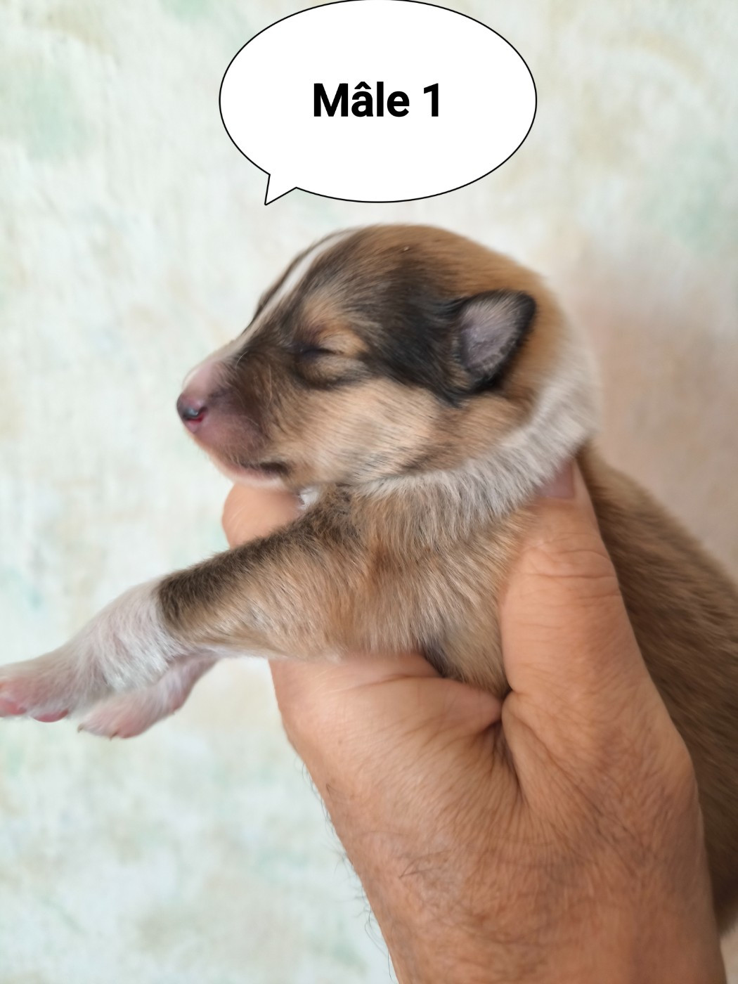 CHIOT MALE SABLE - Colley à poil long