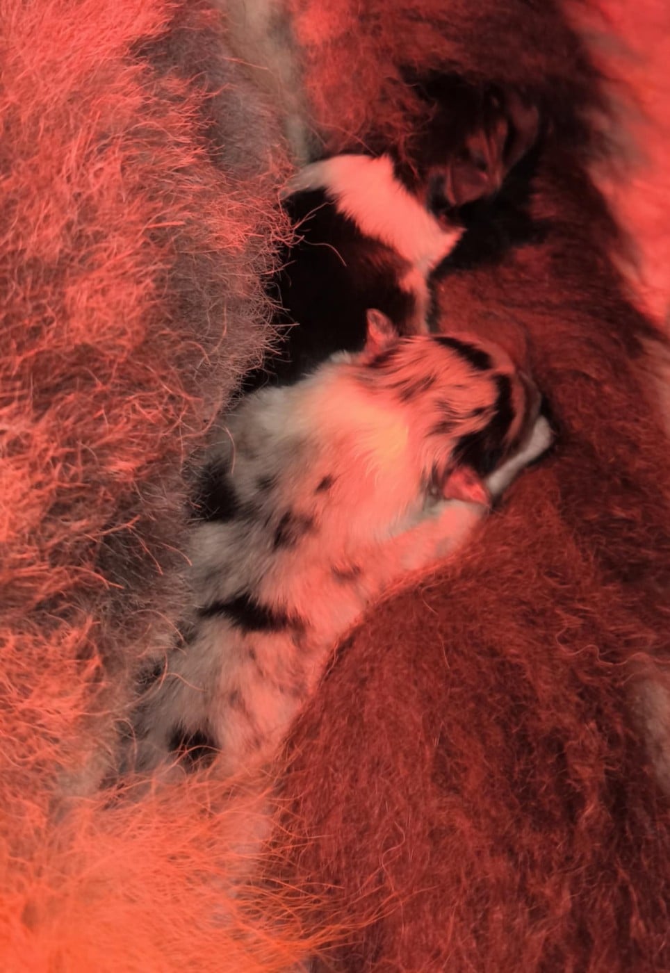 Femelle tricolore - Colley à poil long