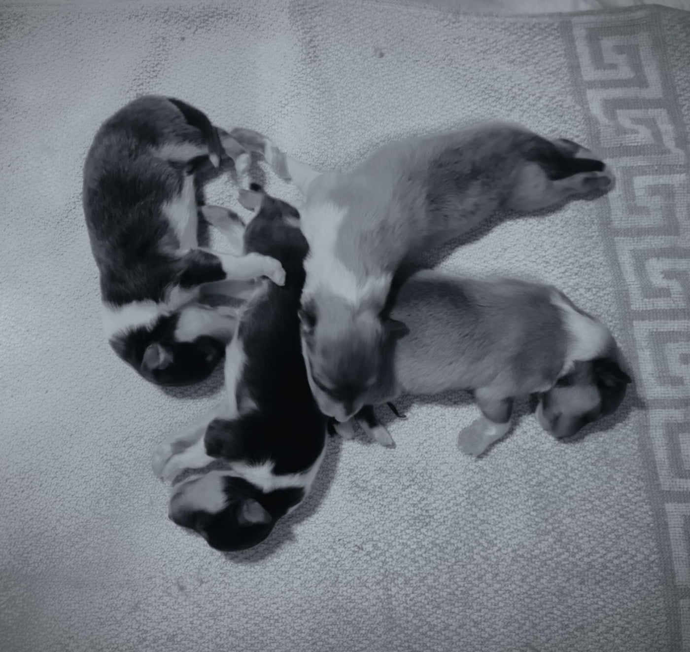 Male fauve charbonnée - Colley à poil long