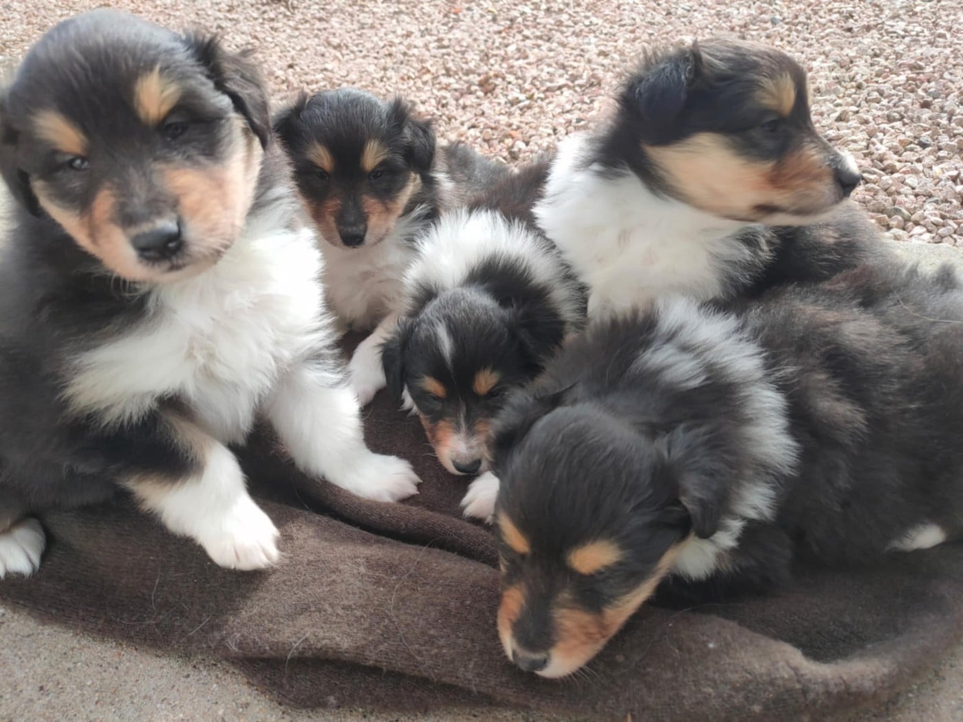 CHIOT 4 - Colley à poil long