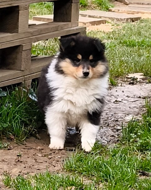 Male tricolore - Colley à poil long