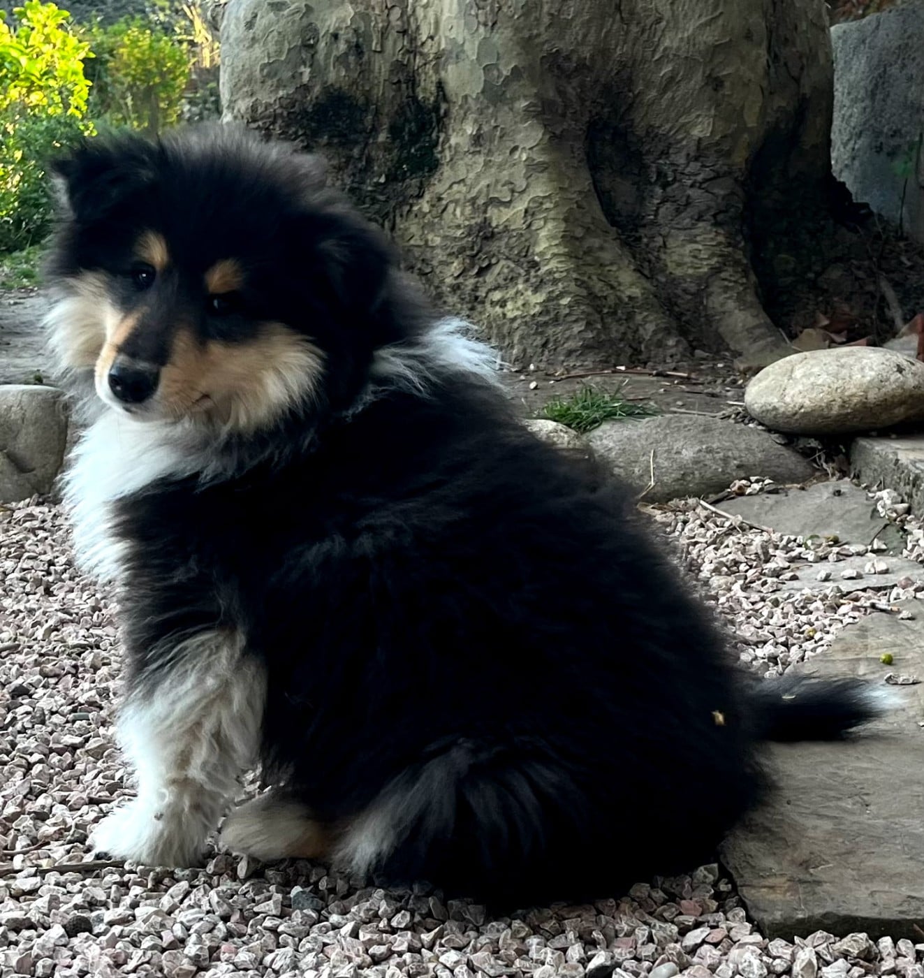 APOLLO - Colley à poil long