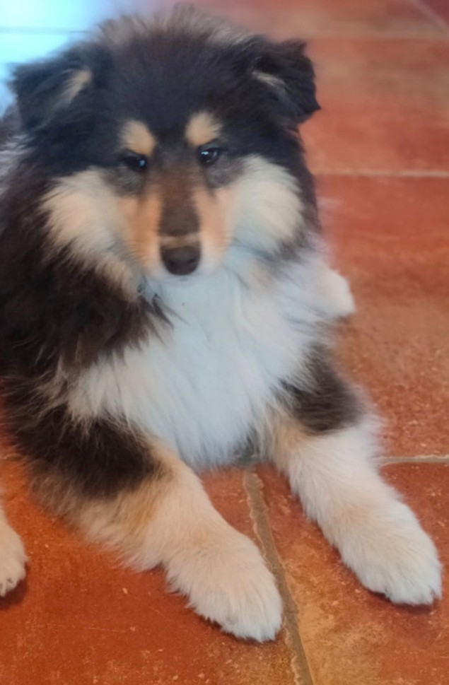 ASTON - Colley à poil long