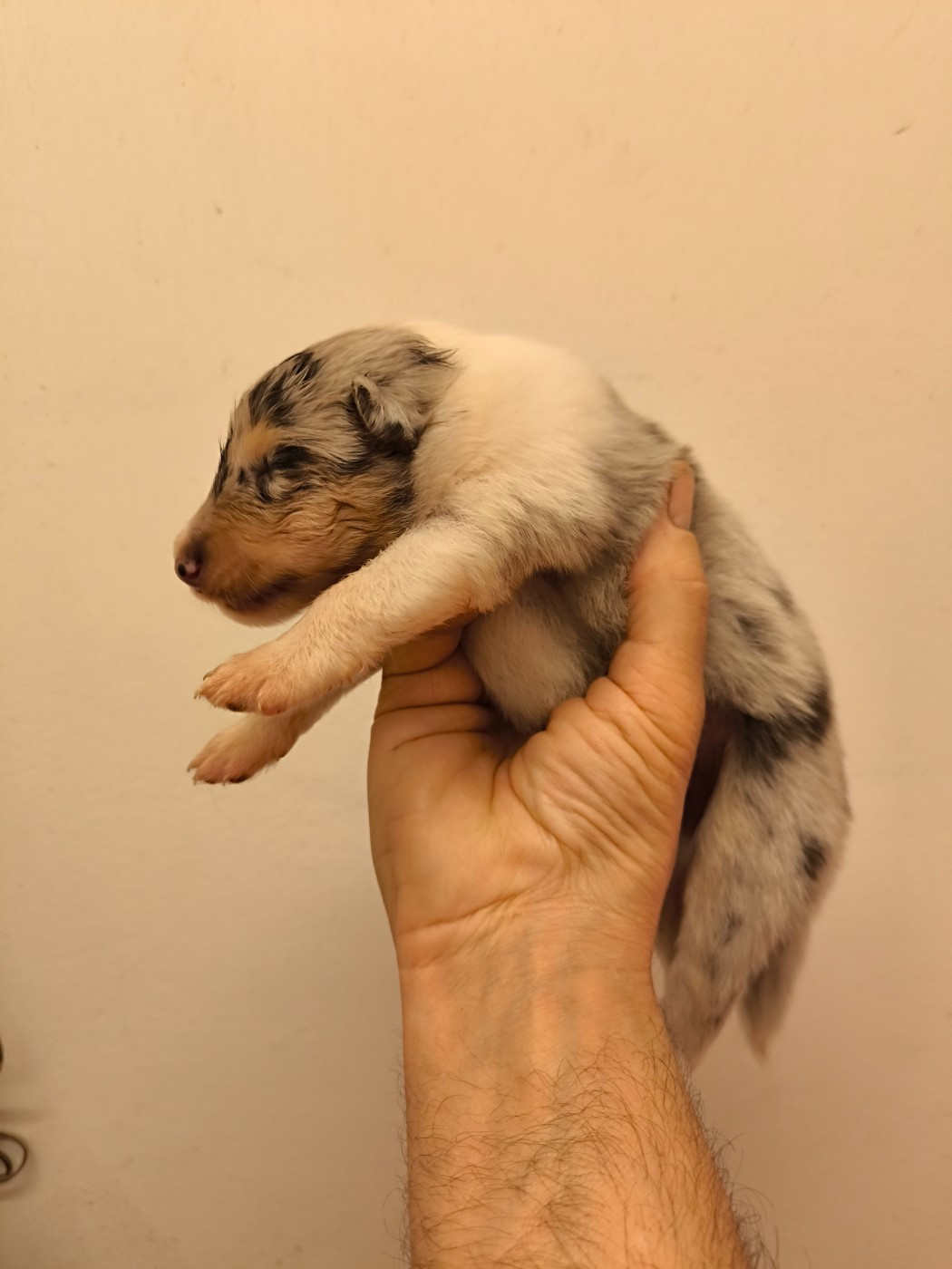 Bleue merle - Colley à poil long