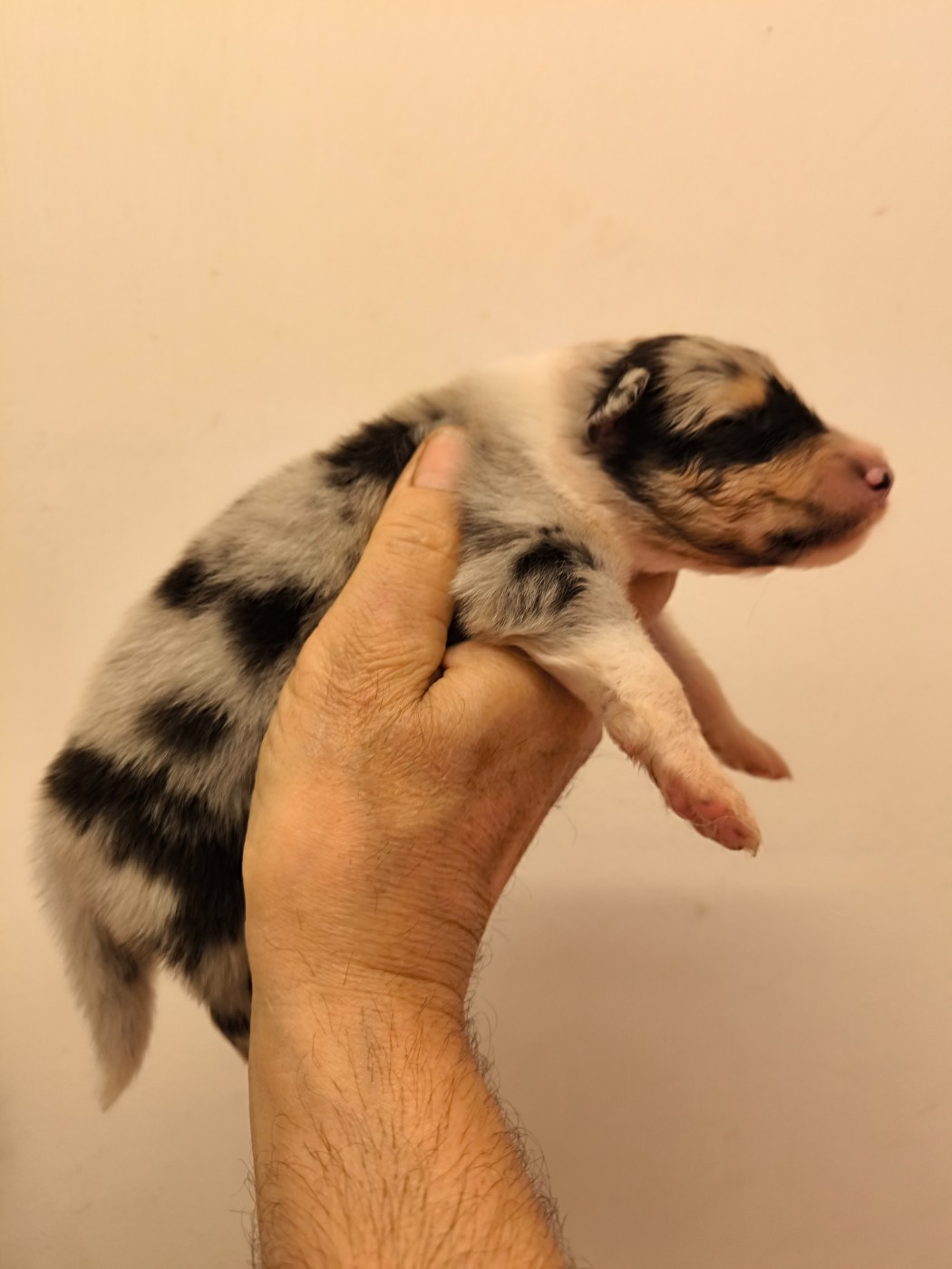 Femelle bleue merle - Colley à poil long