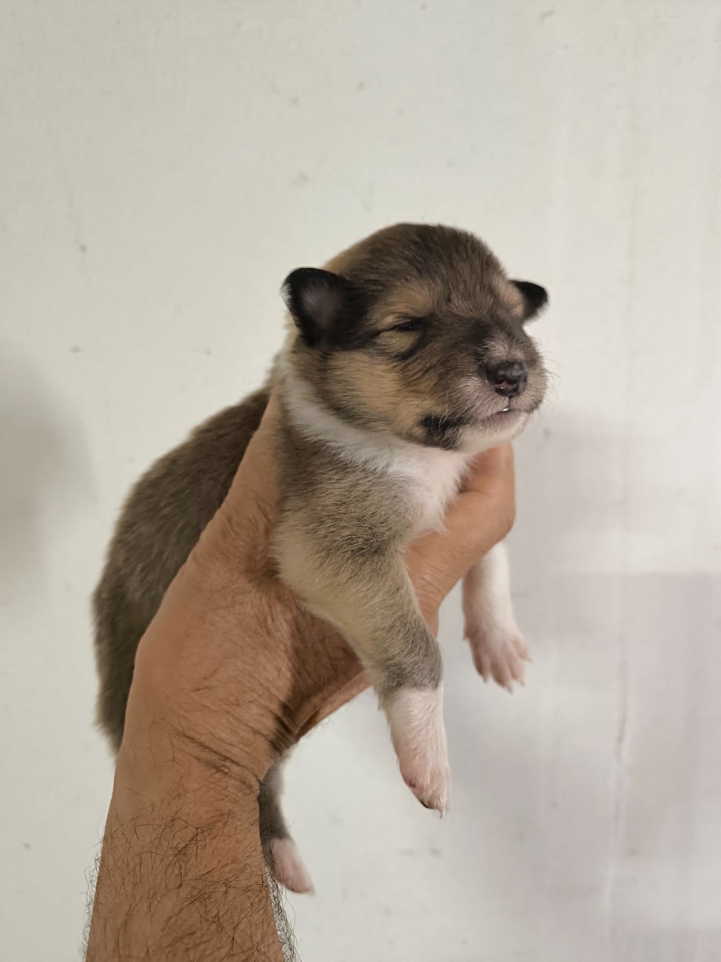 CHIOT 1 - Colley à poil long
