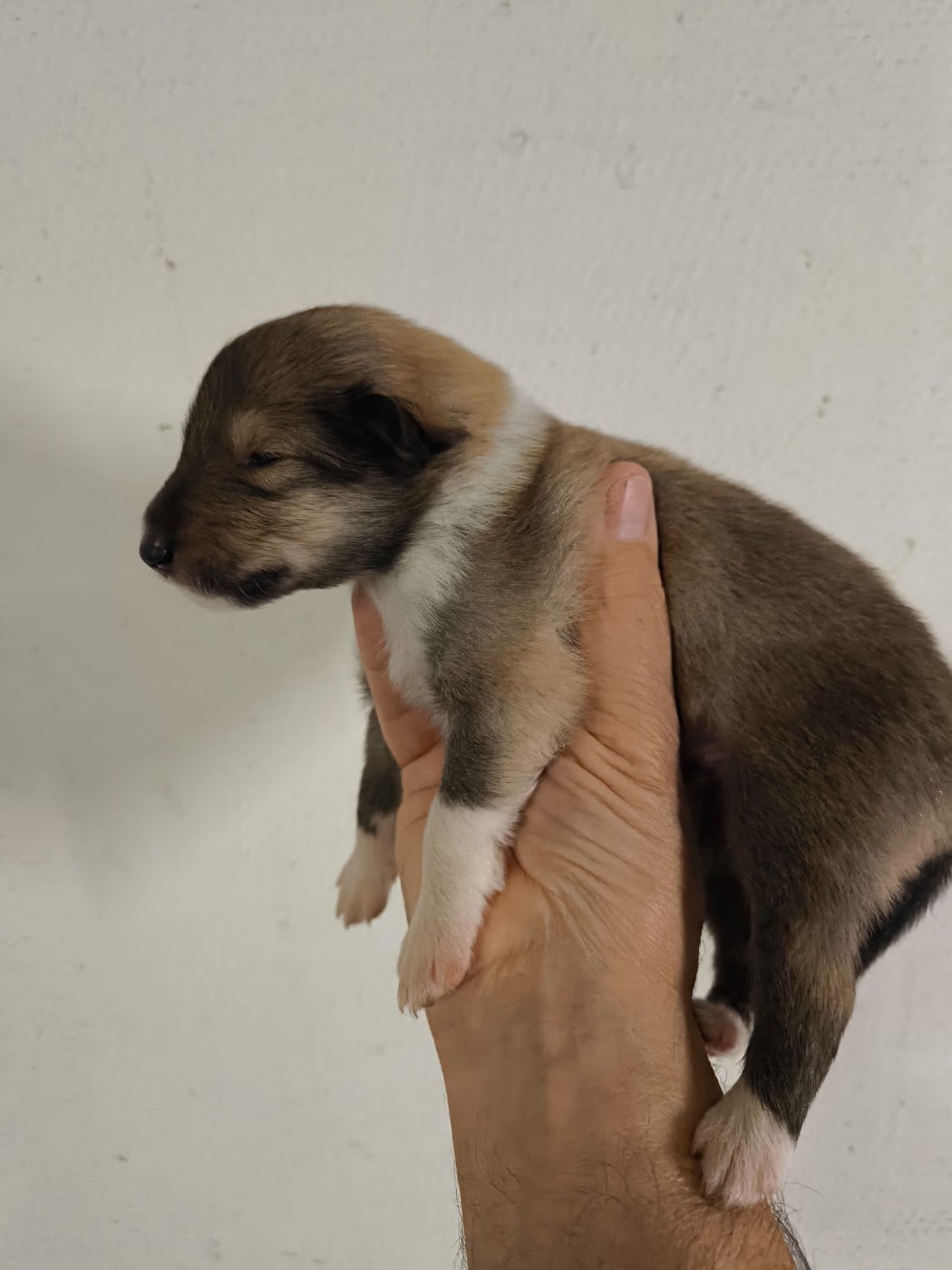 CHIOT 5 - Colley à poil long