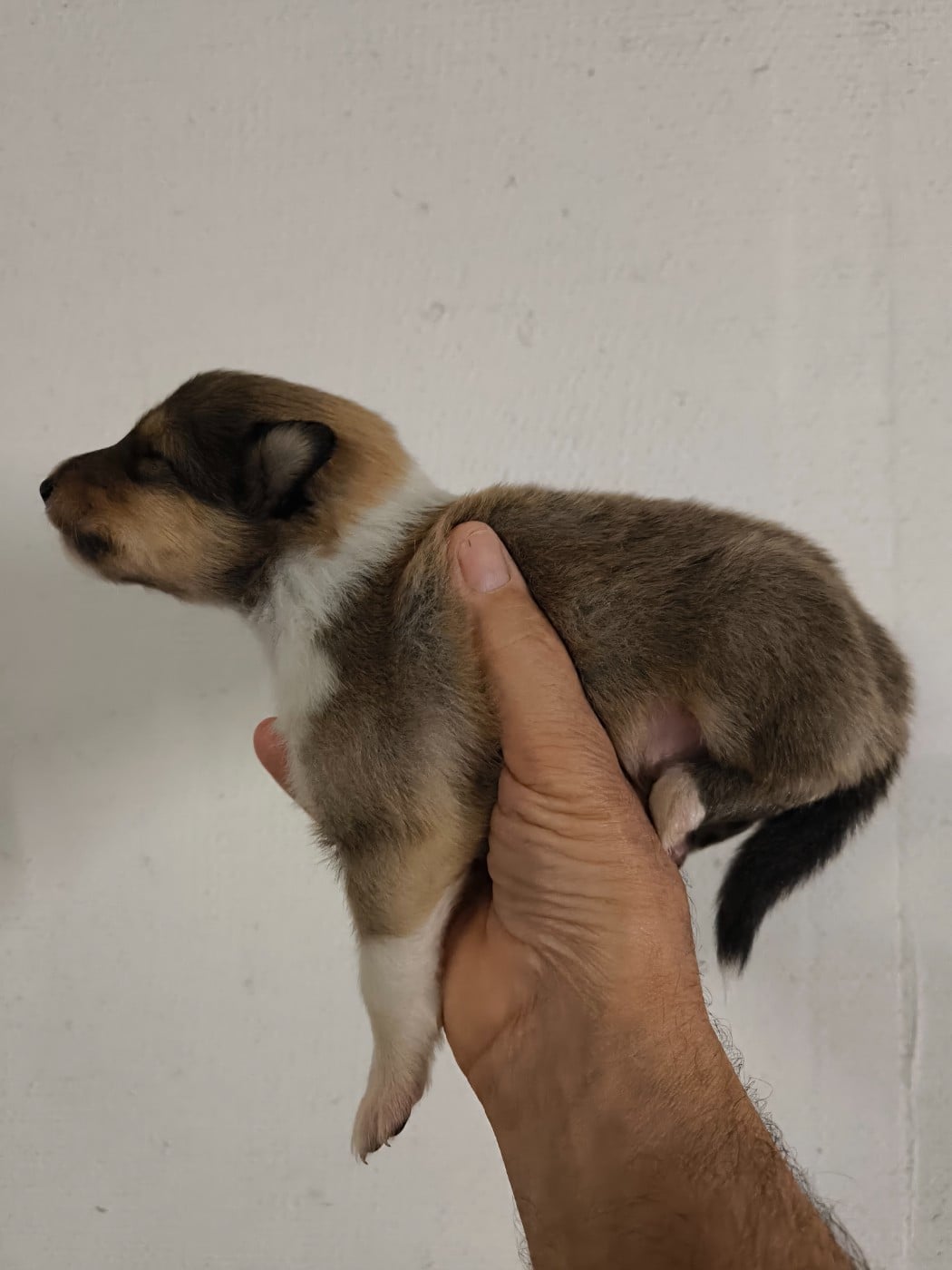 CHIOT 6 - Colley à poil long