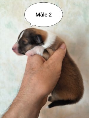 Les chiots de Colley à poil long