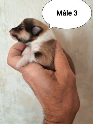 Les chiots de Colley à poil long