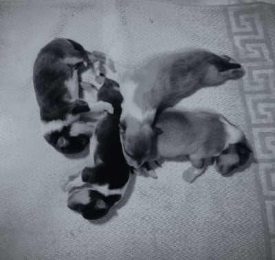 Les chiots de Colley à poil long