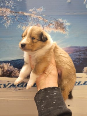 Les chiots de Colley à poil long