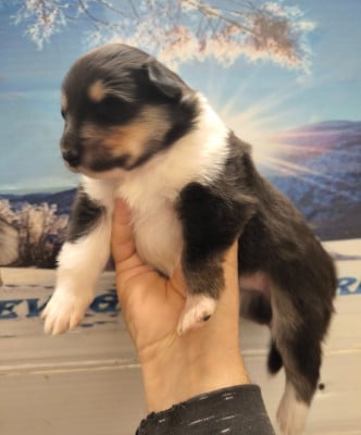 Les chiots de Colley à poil long