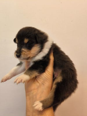 Les chiots de Colley à poil long