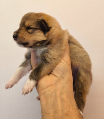 Les chiots de Colley à poil long