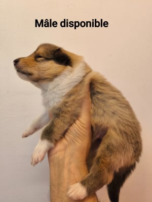 Les chiots de Colley à poil long