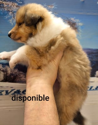 Les chiots de Colley à poil long