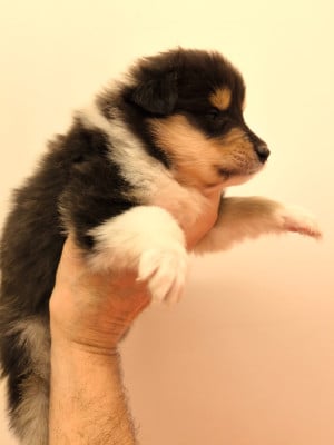 Les chiots de Colley à poil long