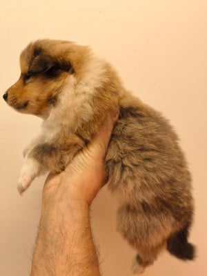 Les chiots de Colley à poil long