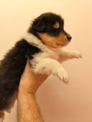 Les chiots de Colley à poil long