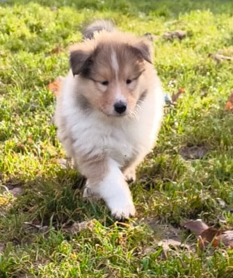 Les chiots de Colley à poil long