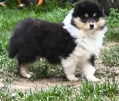 Les chiots de Colley à poil long