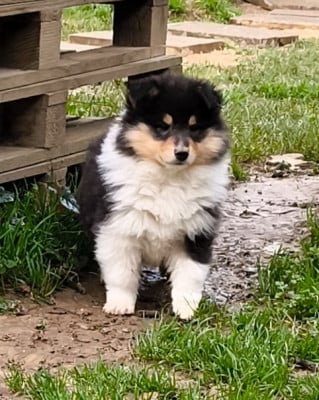 Les chiots de Colley à poil long