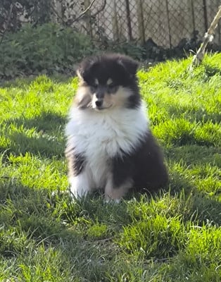 Les chiots de Colley à poil long