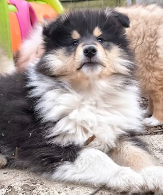 Les chiots de Colley à poil long