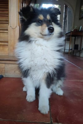 Les chiots de Colley à poil long