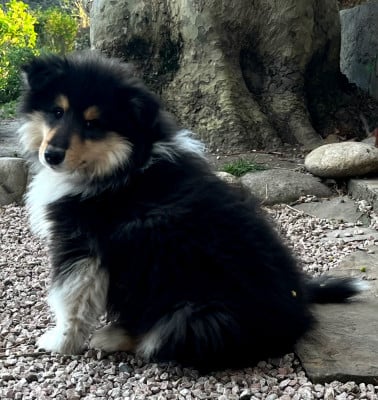 Les chiots de Colley à poil long