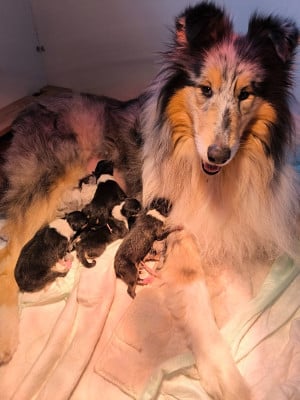Les chiots de Colley à poil long