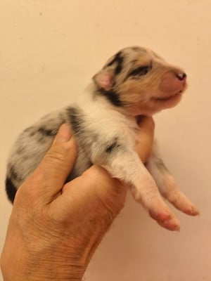 Les chiots de Colley à poil long