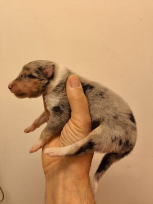 Les chiots de Colley à poil long