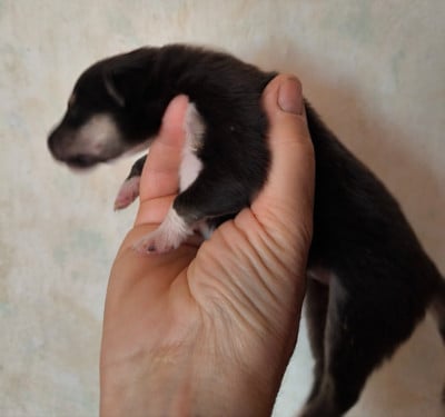 Les chiots de Colley à poil long