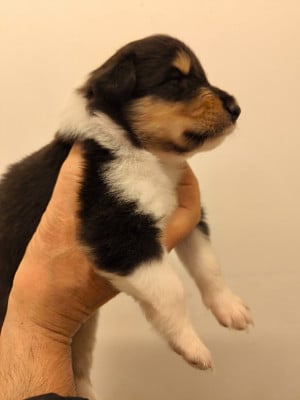 Les chiots de Colley à poil long