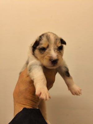 Les chiots de Colley à poil long