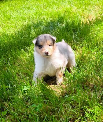 Les chiots de Colley à poil long