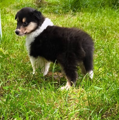 Les chiots de Colley à poil long