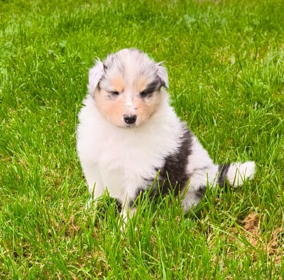 Les chiots de Colley à poil long