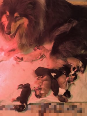 Les chiots de Colley à poil long