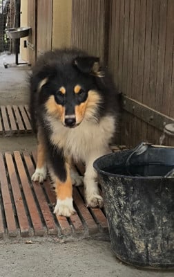 Les chiots de Colley à poil long