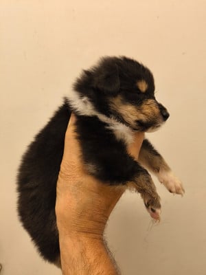 Les chiots de Colley à poil long