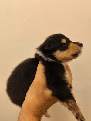 Les chiots de Colley à poil long