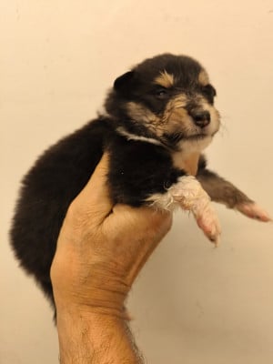 Les chiots de Colley à poil long