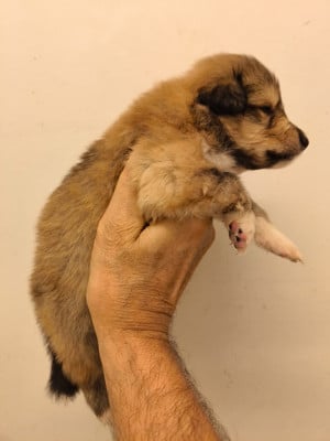 Les chiots de Colley à poil long
