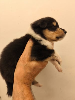 Les chiots de Colley à poil long