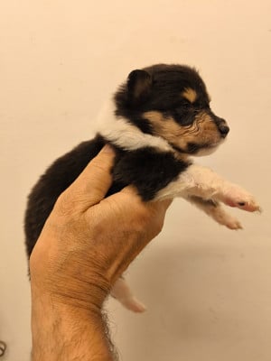 Les chiots de Colley à poil long