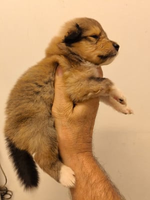Les chiots de Colley à poil long
